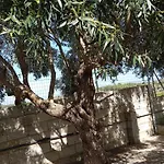 Ombra Del Carrubo