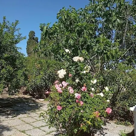 Ombra Del Carrubo Ottava