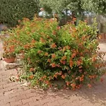 בית נופש Ombra Del Carrubo Ottava