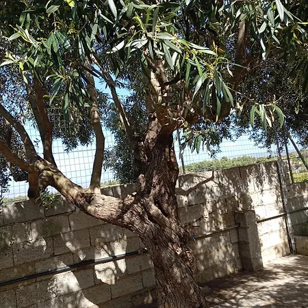 Ombra Del Carrubo