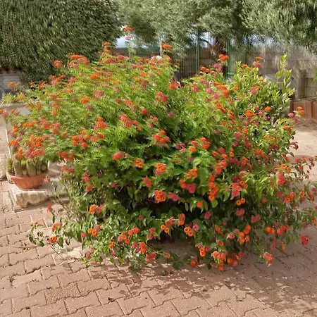 Holiday home Ombra Del Carrubbo Ottava