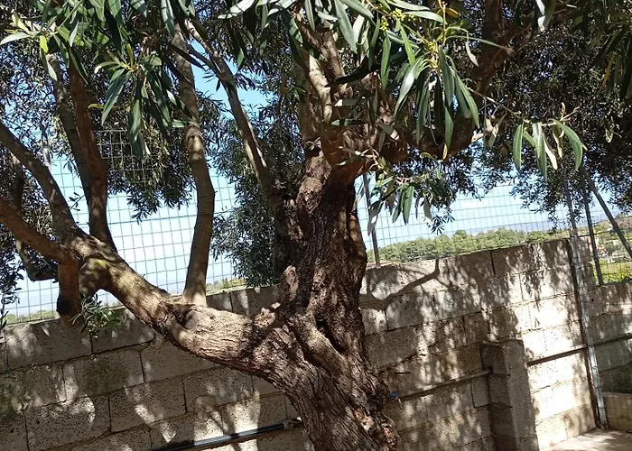 Ombra Del Carrubo